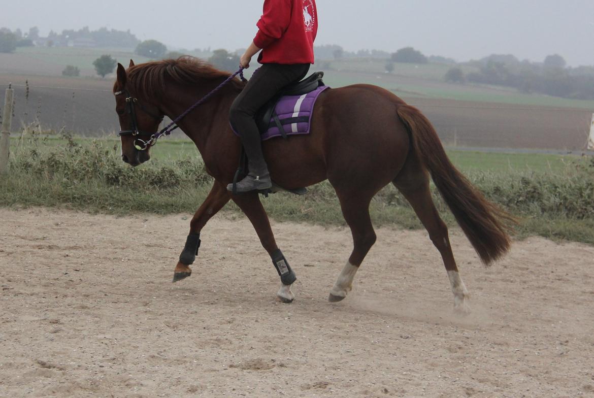 New Forest Tante Sofie - Igen lidt dressur. billede 8