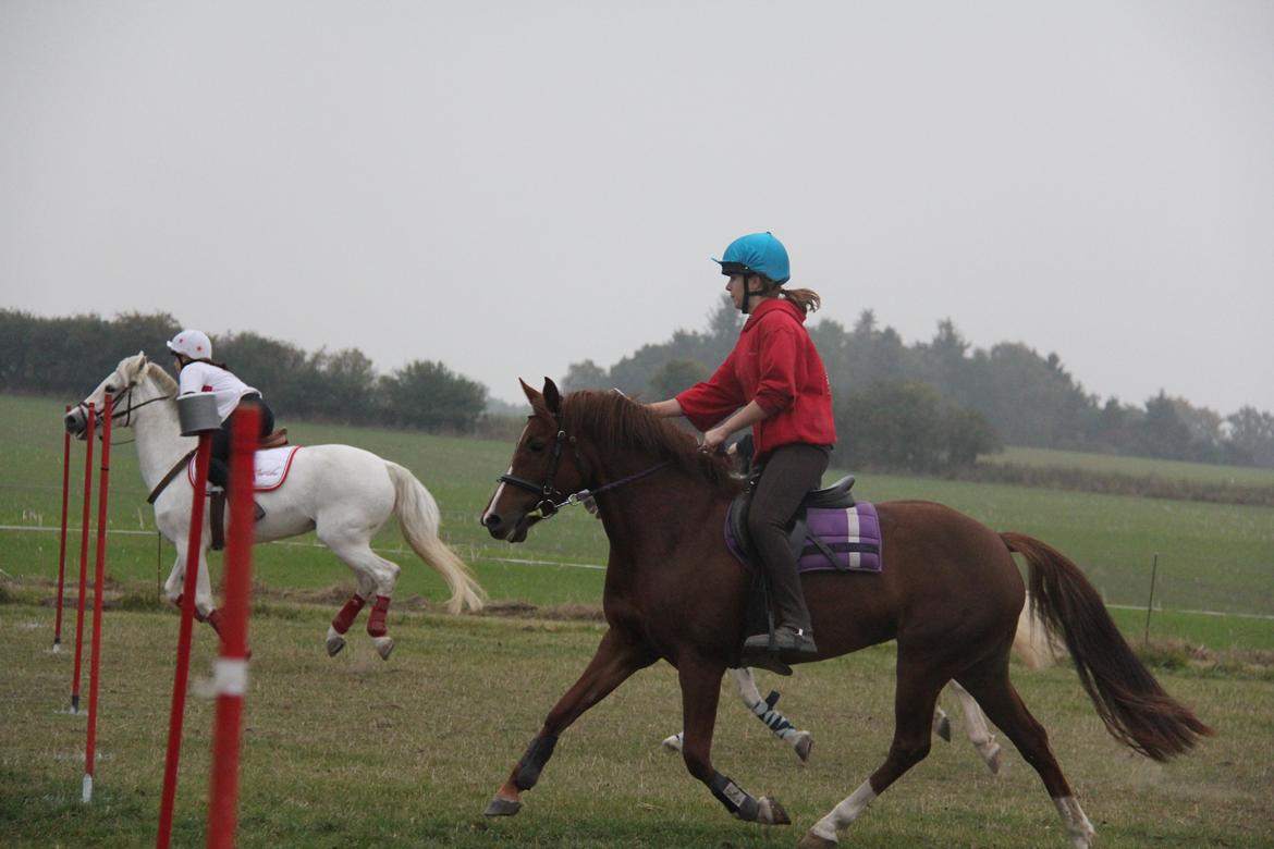 New Forest Tante Sofie billede 9