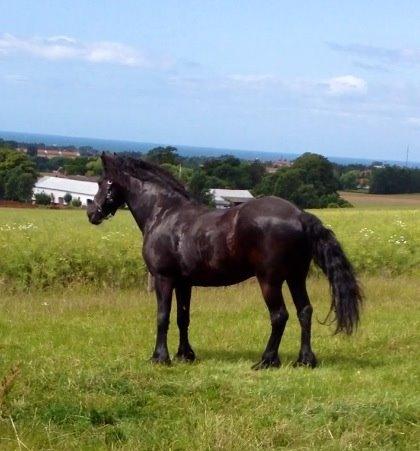 Frieser Kashmir Toustrup - Taget fra den skønne sommer fold, midt i vinden <3 billede 20