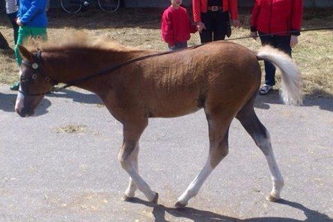 Welsh Pony (sec B) Bjerregårds Hector billede 5