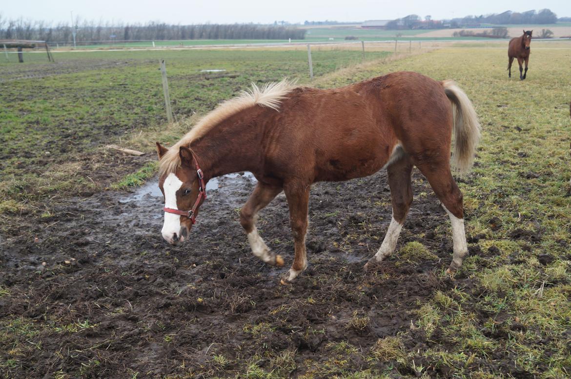 Welsh Pony (sec B) Bjerregårds Hector billede 3