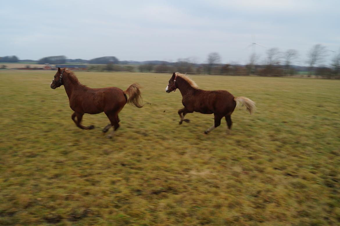 Welsh Pony (sec B) Bjerregårds Hector billede 9