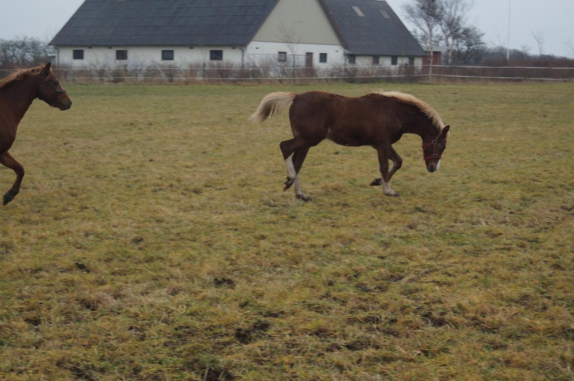 Welsh Pony (sec B) Bjerregårds Hector billede 13