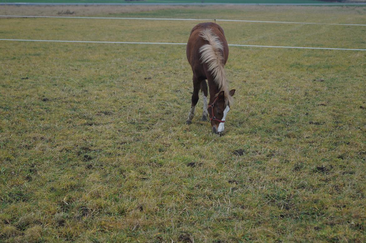 Welsh Pony (sec B) Bjerregårds Hector billede 14