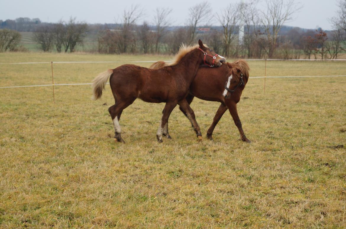 Welsh Pony (sec B) Bjerregårds Hector billede 15
