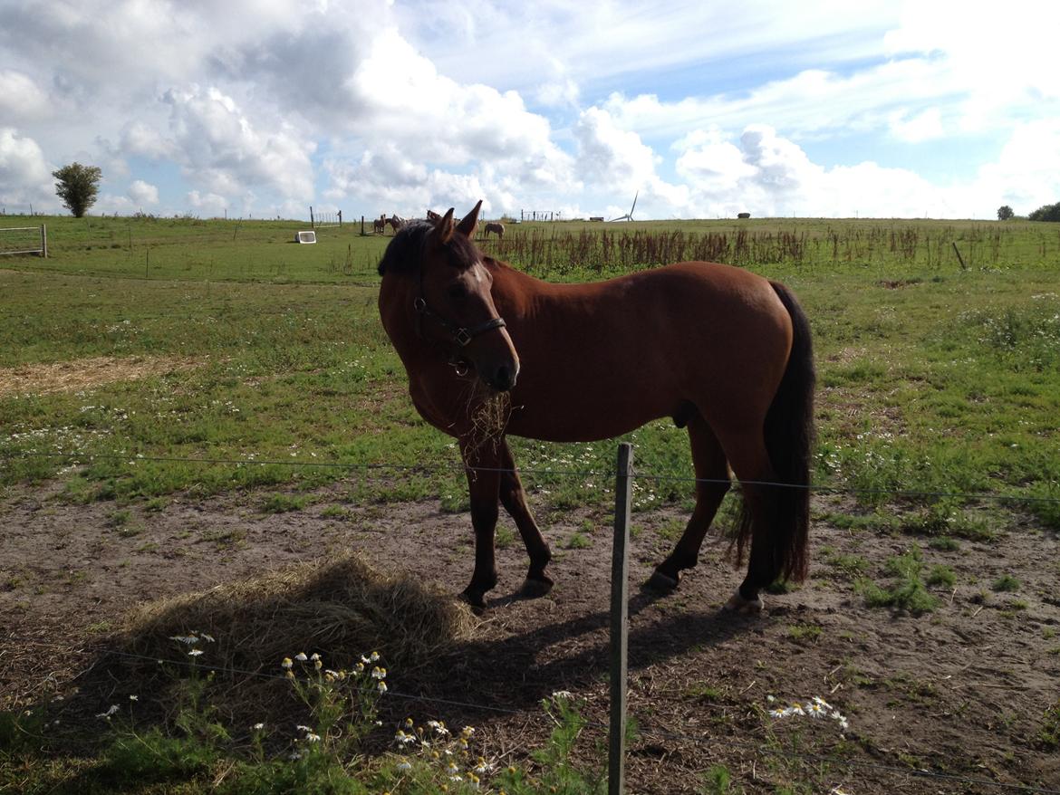 New Forest Sprite billede 1