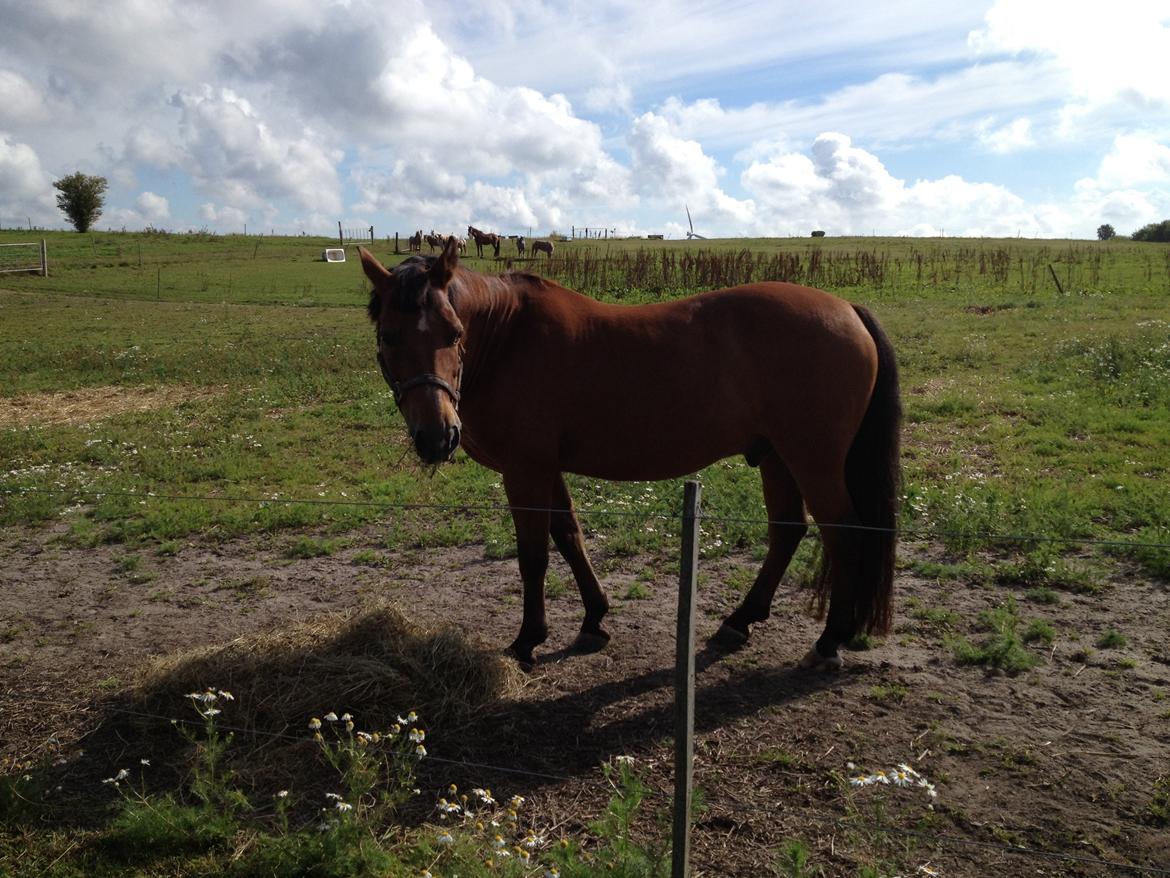 New Forest Sprite billede 2