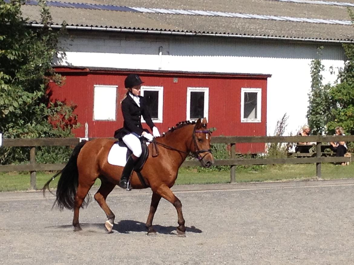 New Forest Sprite billede 3