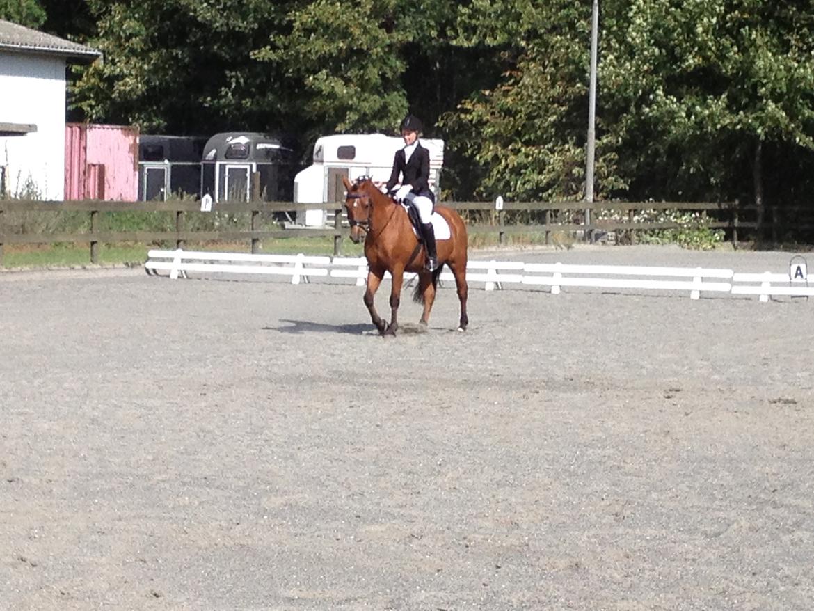 New Forest Sprite billede 4