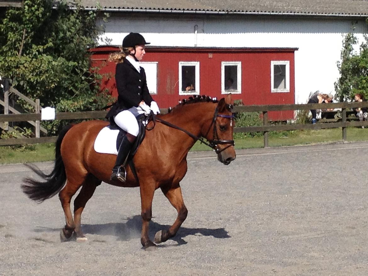 New Forest Sprite billede 5