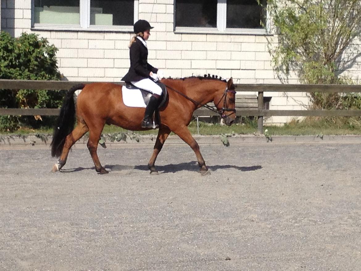 New Forest Sprite billede 6