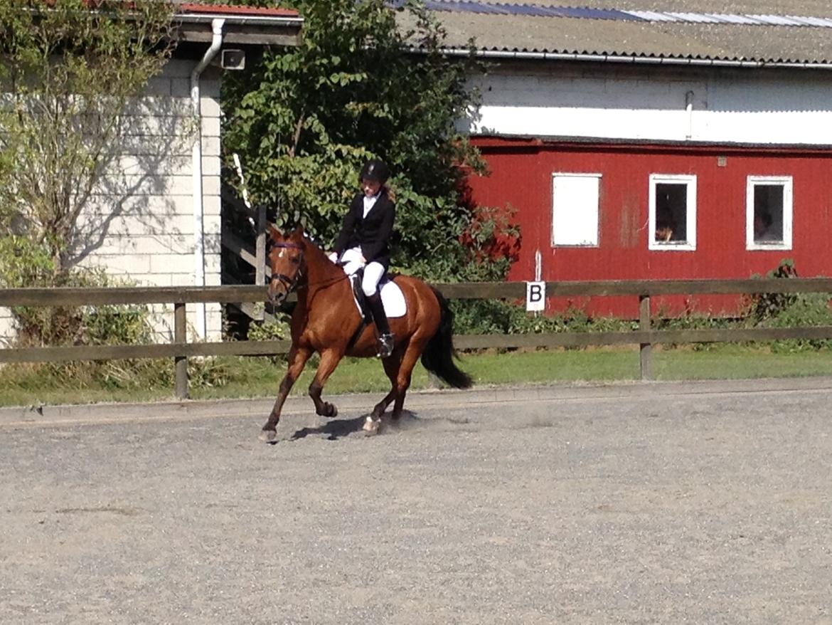 New Forest Sprite billede 7