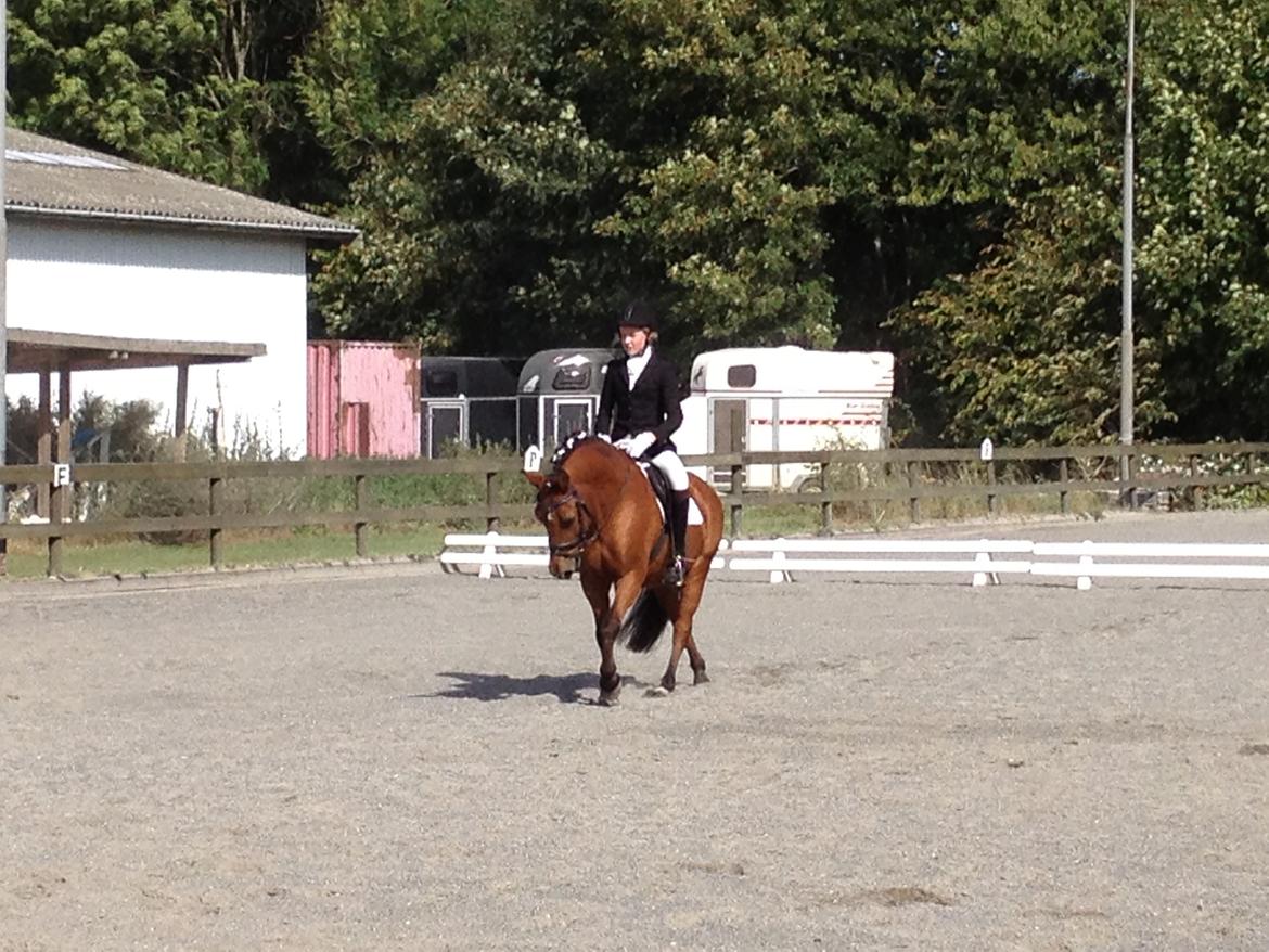 New Forest Sprite billede 8