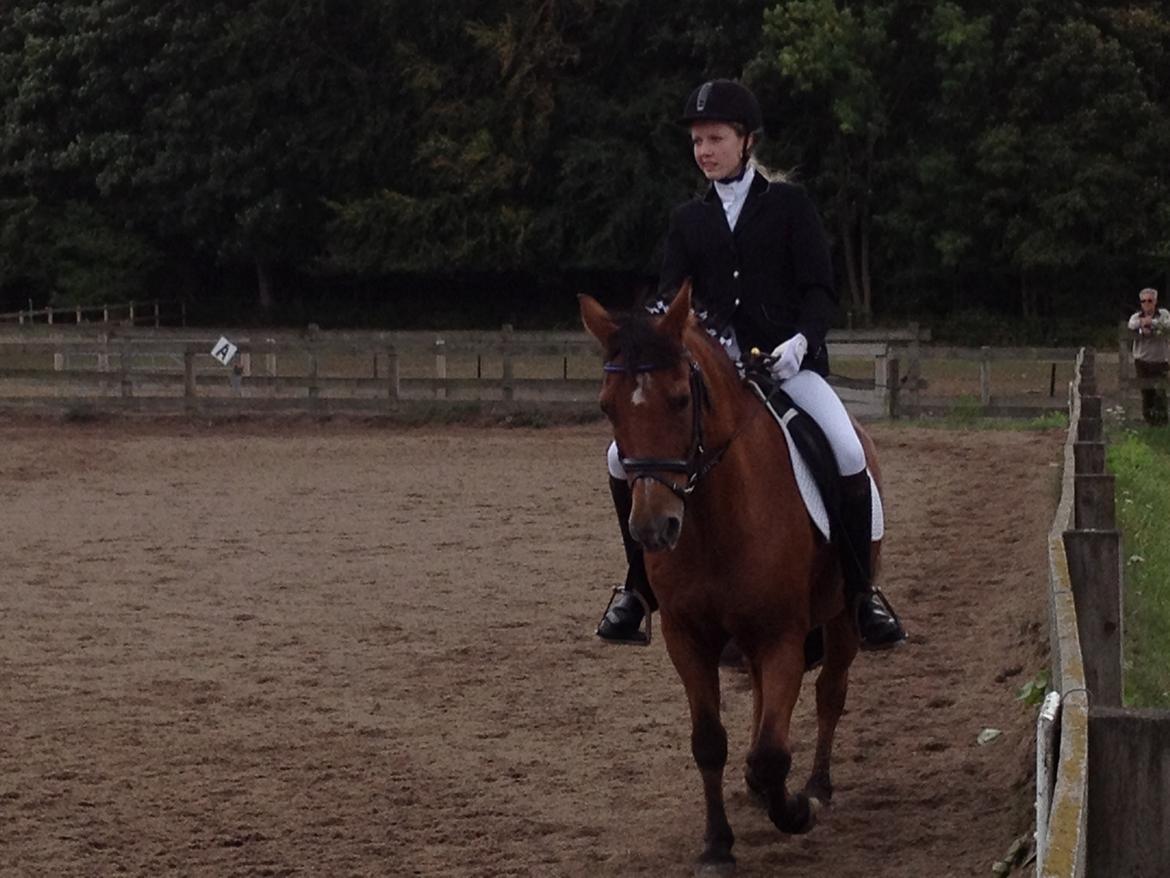 New Forest Sprite billede 9