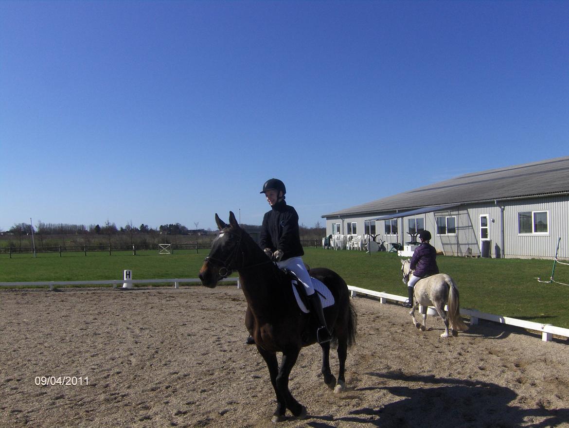 Anden særlig race Tamira [Rideskole hest] billede 9