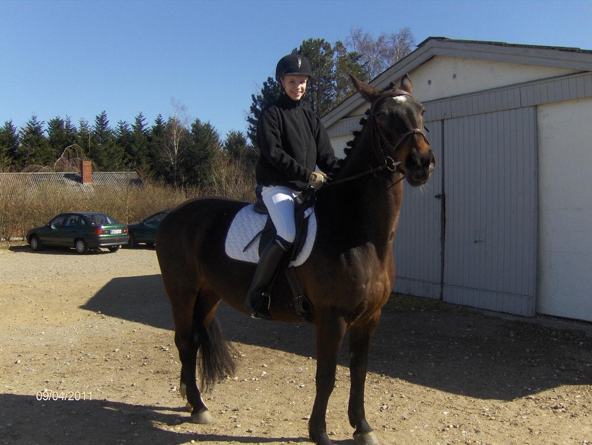 Anden særlig race Tamira [Rideskole hest] billede 12