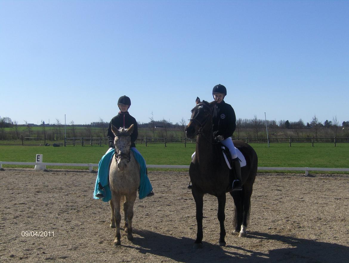 Anden særlig race Tamira [Rideskole hest] billede 13
