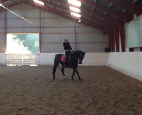 Anden særlig race Tamira [Rideskole hest] billede 14