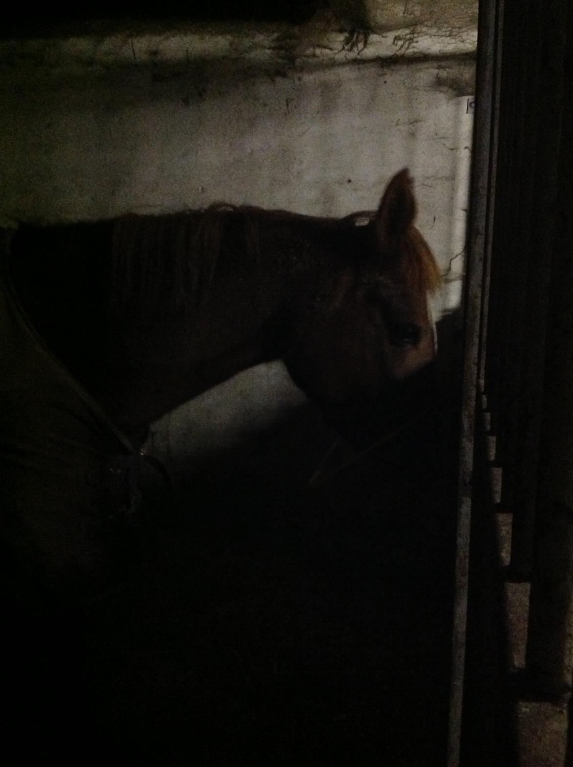 Hollandsk Sportspony zoe v.d. noarderein - mad :D billede 12