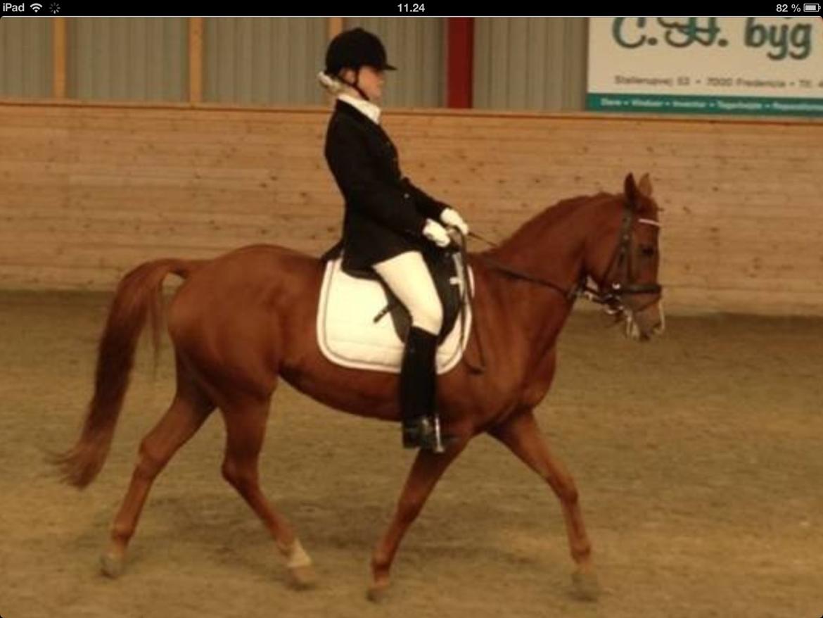 Hollandsk Sportspony zoe v.d. noarderein billede 13