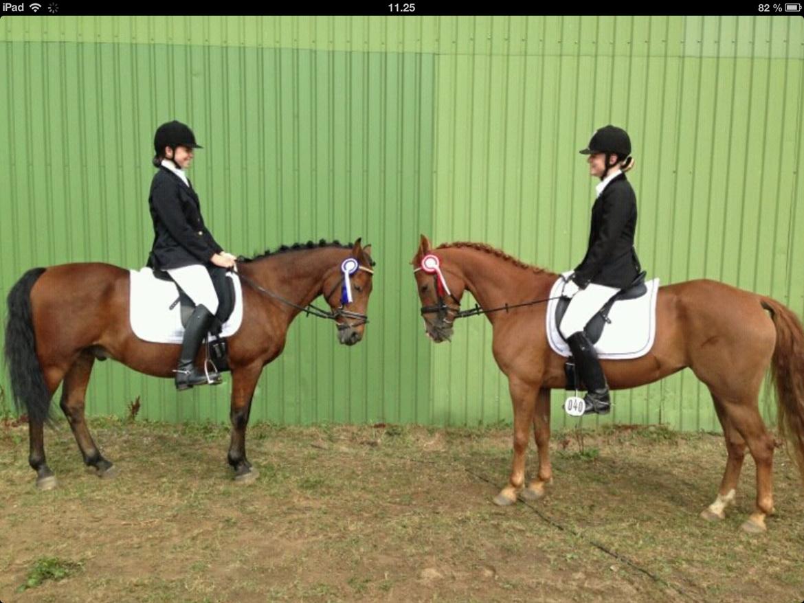 Hollandsk Sportspony zoe v.d. noarderein billede 14