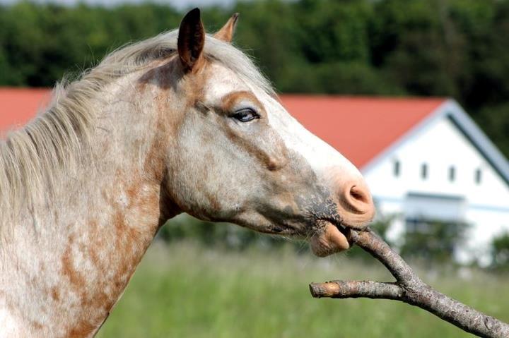 DSP Roosgårdens Caol Ila billede 4