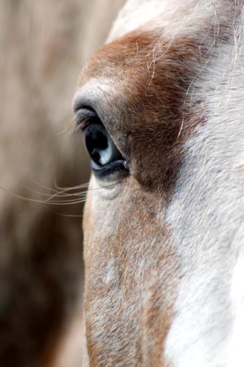 DSP Roosgårdens Caol Ila billede 6