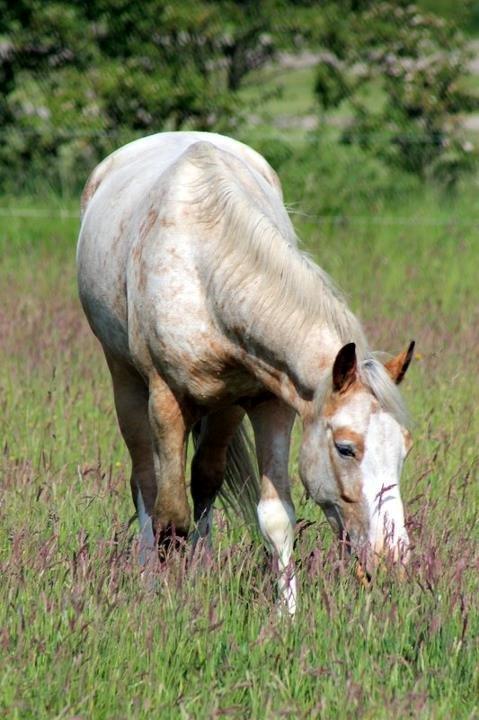 DSP Roosgårdens Caol Ila billede 8