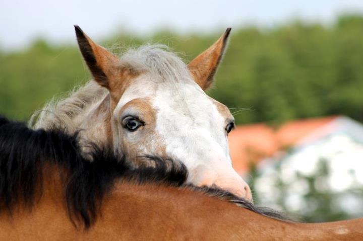 DSP Roosgårdens Caol Ila billede 3