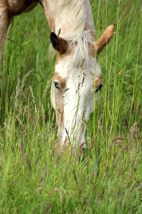 DSP Roosgårdens Caol Ila billede 10