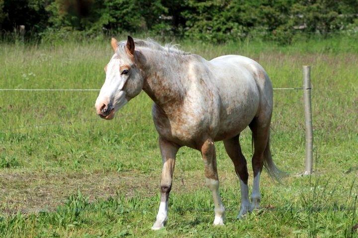DSP Roosgårdens Caol Ila billede 14