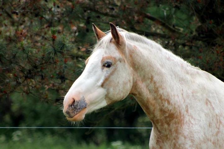 DSP Roosgårdens Caol Ila billede 17