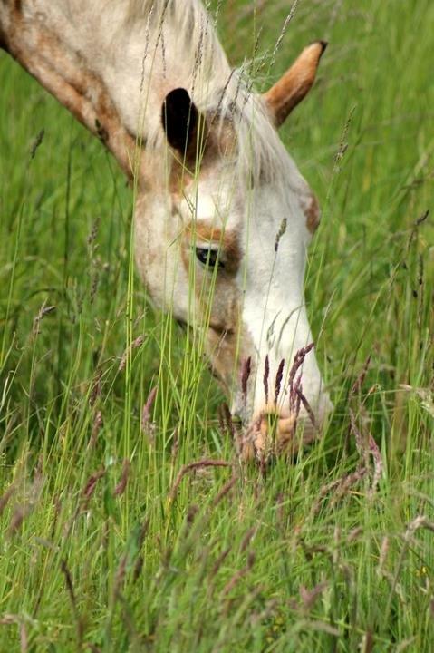 DSP Roosgårdens Caol Ila billede 20
