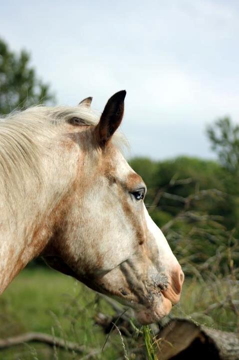 DSP Roosgårdens Caol Ila billede 22