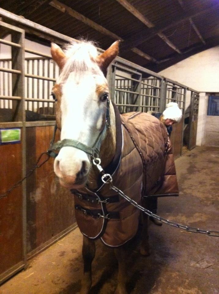 DSP Roosgårdens Caol Ila billede 16