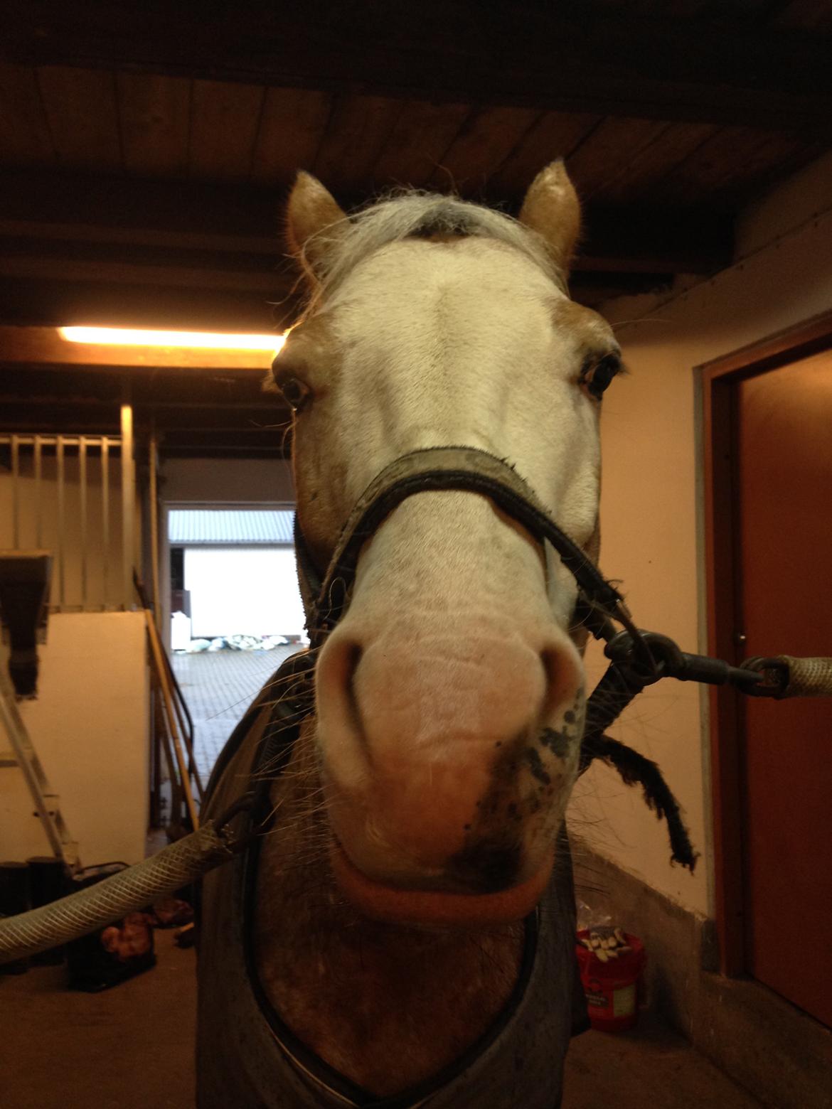 DSP Roosgårdens Caol Ila billede 11