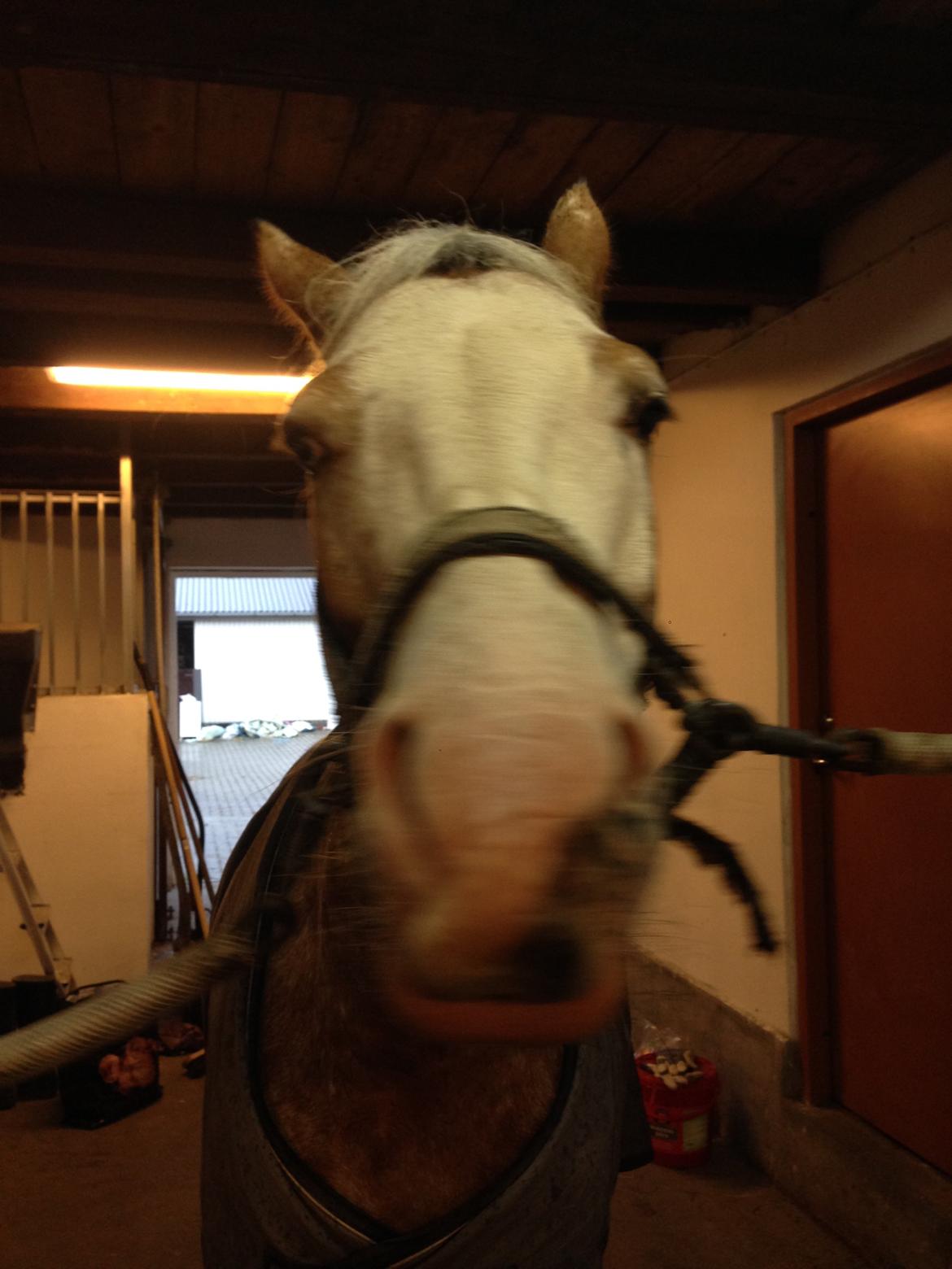 DSP Roosgårdens Caol Ila billede 23