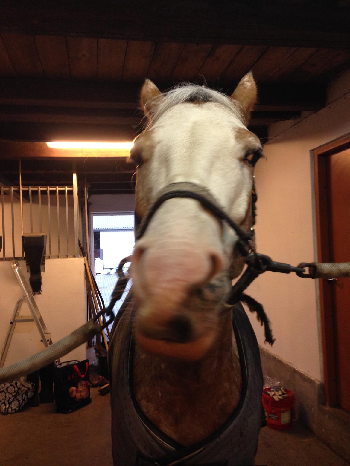 DSP Roosgårdens Caol Ila billede 12