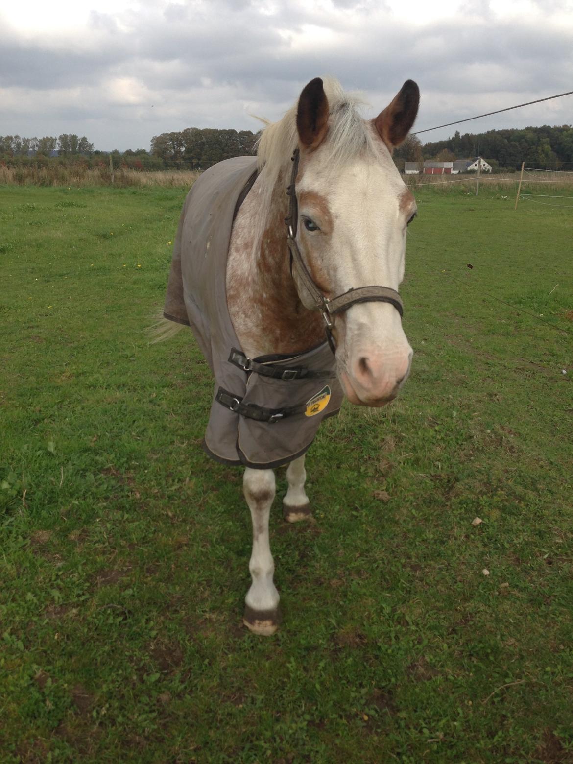 DSP Roosgårdens Caol Ila billede 26