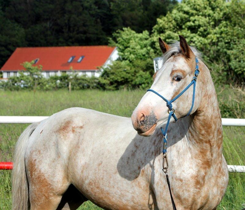 DSP Roosgårdens Caol Ila billede 1