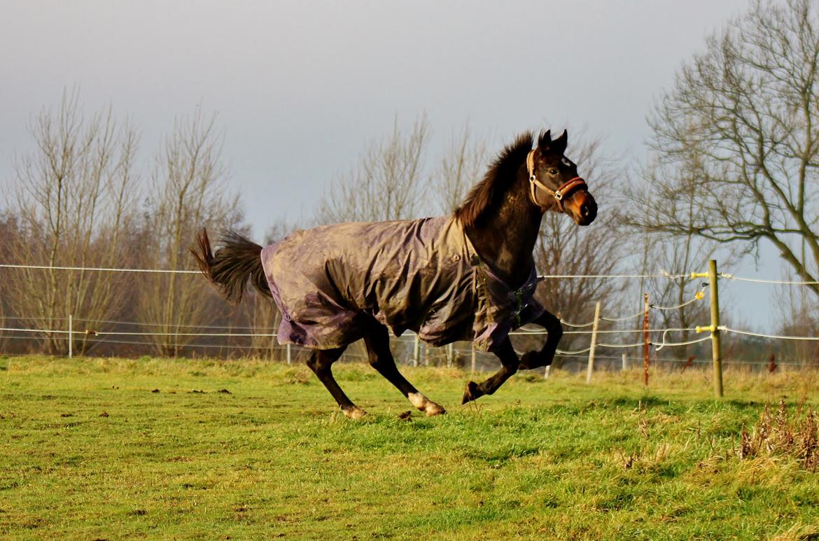 Dansk Varmblod Vesterhavegaard´s Deuchet Epona - Foto: Mig billede 1