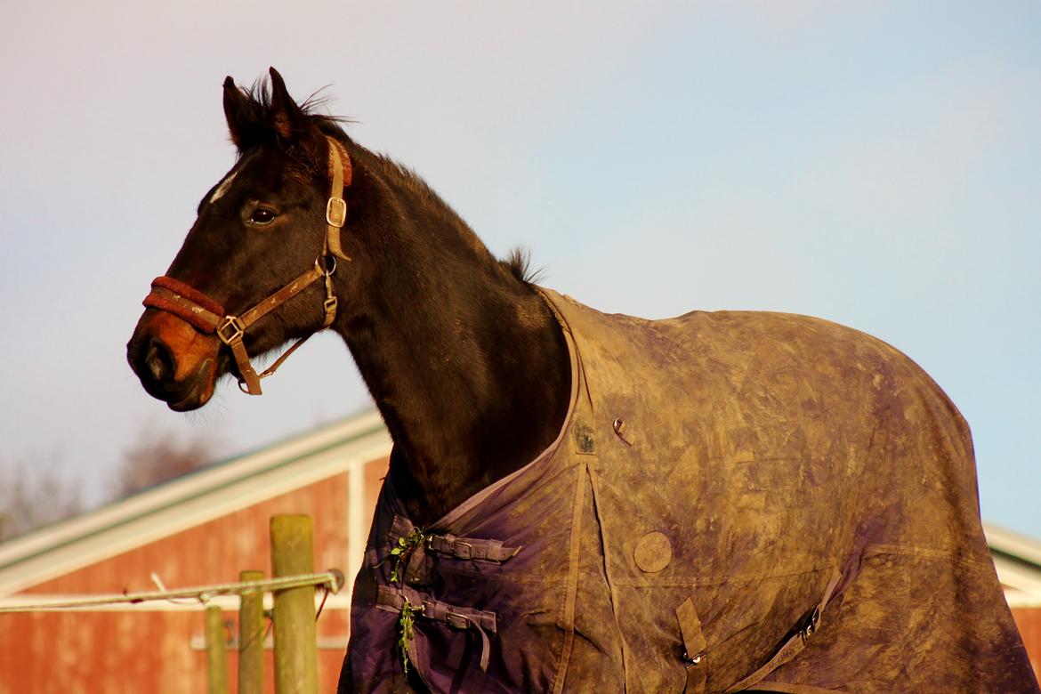 Dansk Varmblod Vesterhavegaard´s Deuchet Epona - Foto: Mig billede 2