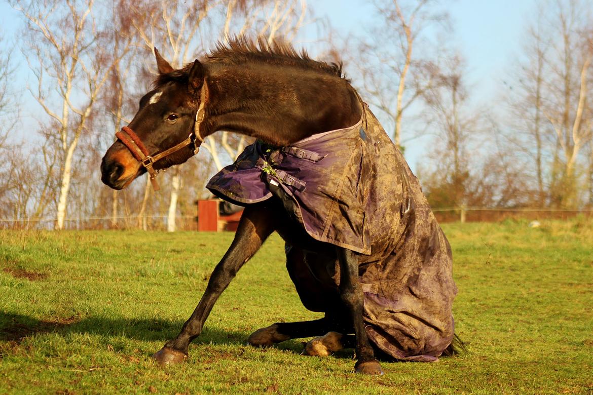 Dansk Varmblod Vesterhavegaard´s Deuchet Epona - Foto: Mig billede 3