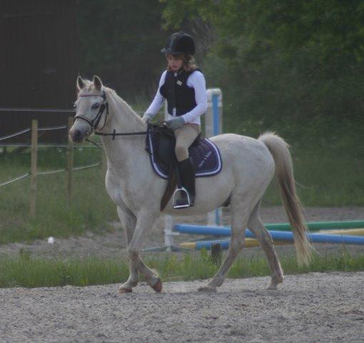 Welsh Mountain (sec A) Gammelgangs garp SOLGT billede 22