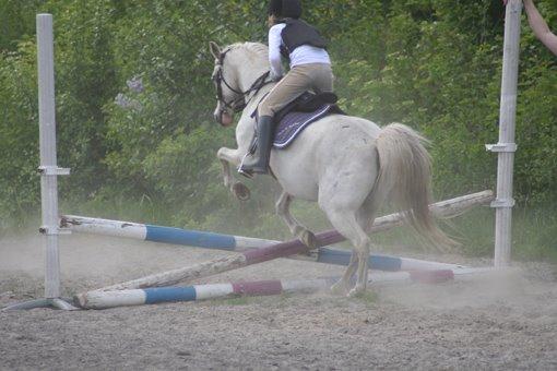 Welsh Mountain (sec A) Gammelgangs garp SOLGT billede 34