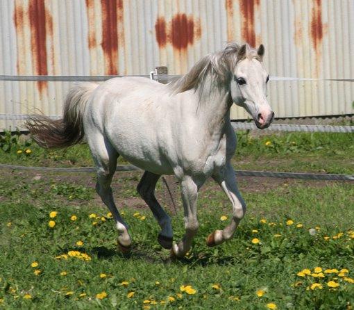 Welsh Mountain (sec A) Gammelgangs garp SOLGT billede 14