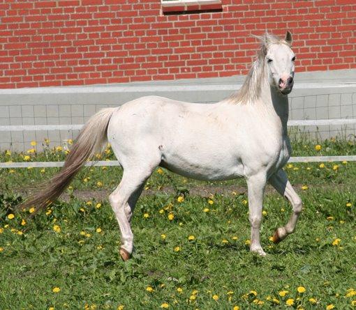 Welsh Mountain (sec A) Gammelgangs garp SOLGT billede 15