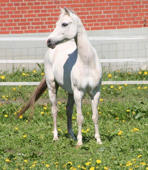 Welsh Mountain (sec A) Gammelgangs garp SOLGT billede 16