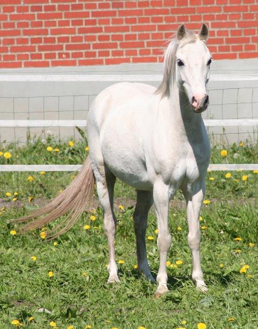 Welsh Mountain (sec A) Gammelgangs garp SOLGT billede 17