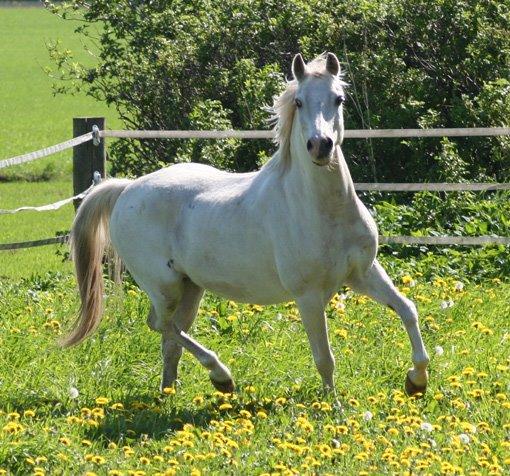 Welsh Mountain (sec A) Gammelgangs garp SOLGT billede 18